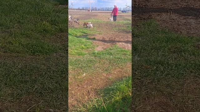 На природе с камерунскими козлятами