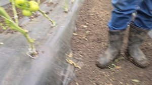 Томат Пинк Айди и Хакимару после сильных заморозков. Пытаемся реанимировать и поднакочать плоды.