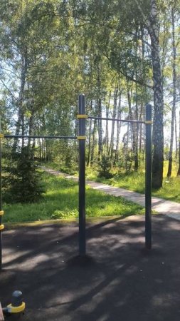 Сосны и березы в  парке