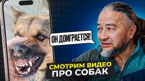 Кинолог смотрит смешные видео про собак / Часть 1