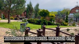 Хвойные приросты. Южный сад.