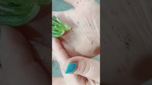 Укоренение черенка крассулы. #plants #крассула #Голлум