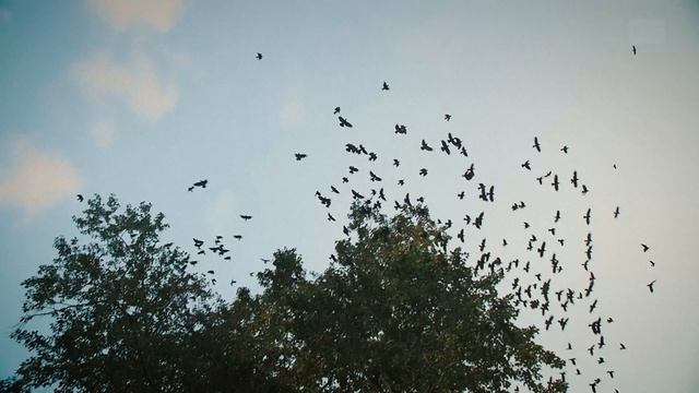 "Macro Music" – Les animaux du monde смотреть онлайн