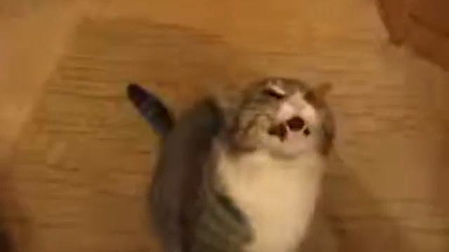 злой кот смотреть онлайн