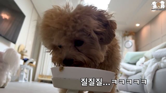 흙 범벅 강아지들이 집을 난장판으로 만들었어요 😱