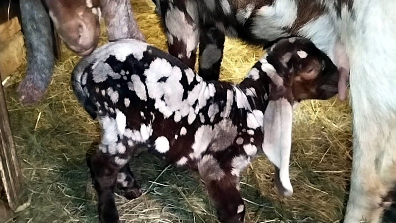 ПРОДАЕТСЯ КОЗЛИК 🐐 89611570044 ВАТСАПП ПЕРЕСЛАВЛЬ ЗАЛЕССКИЙ
