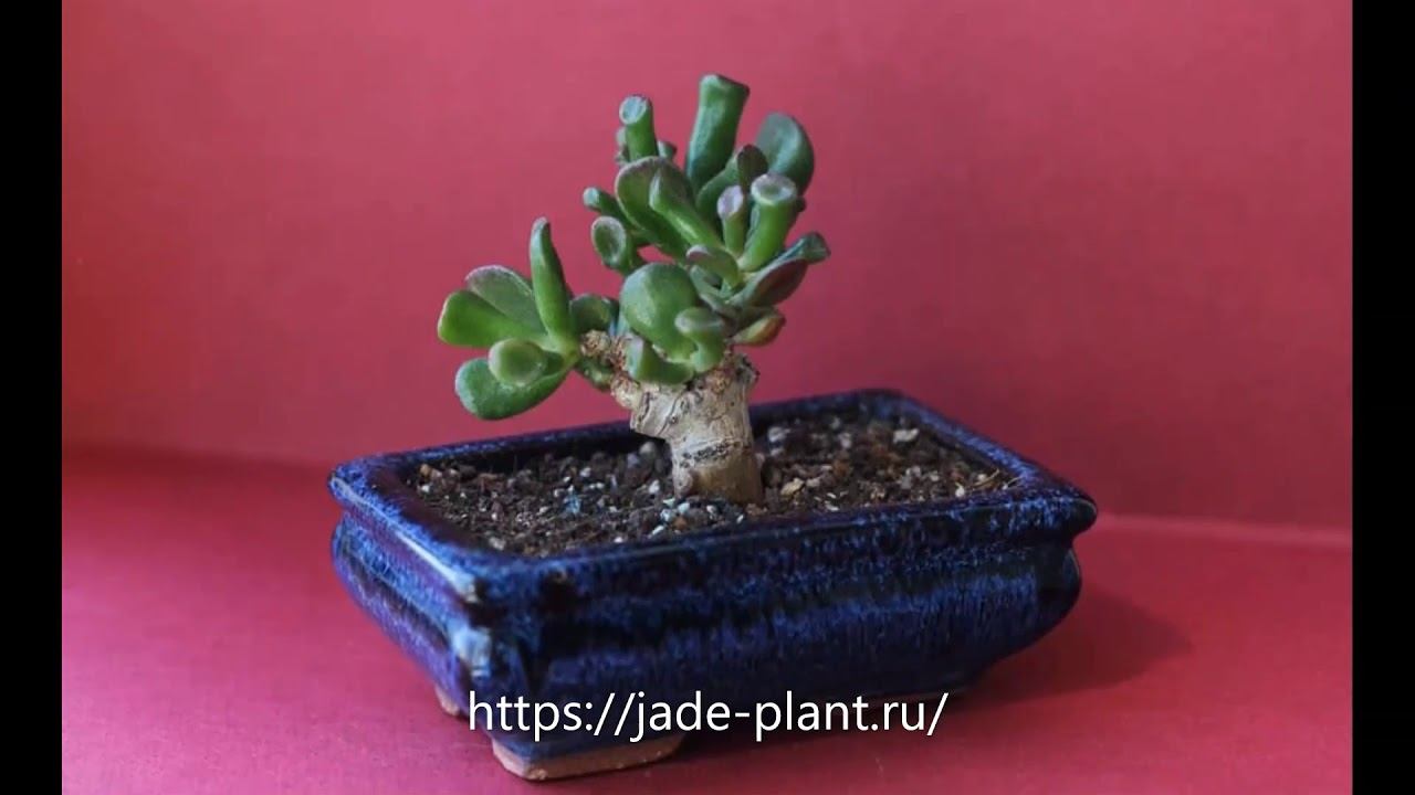 Crassula Ovata «Gollum» Горлум Нефрит, Хоббит Нефрит, Уши Людоеда