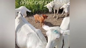 Козы и странный зверь.