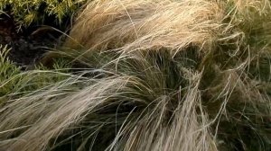 Ostnica mocna (Stipa tenuissima) 'Pony Tails'