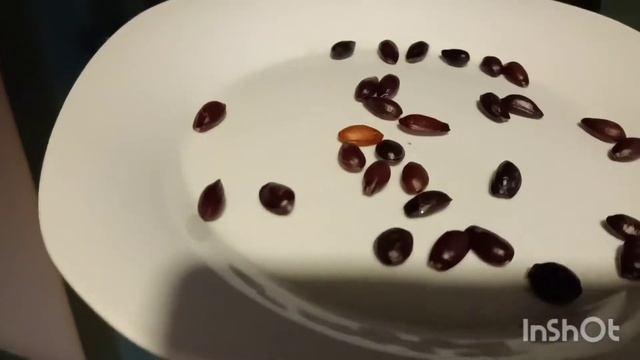 Пробуем колючего зелёного ежа. Фрукт Аннона колючая.