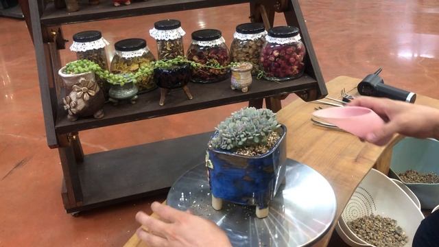 🌵💥초보다육파파_브레이브철화_ Echeveria Brave  분갈이💥🌵