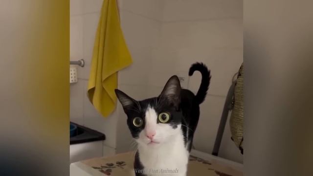 Смешные животные, вы только посмотрите! Приколы с котиками и песиками! 4