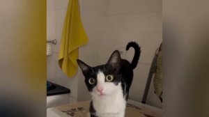 Смешные животные, вы только посмотрите! Приколы с котиками и песиками! 4