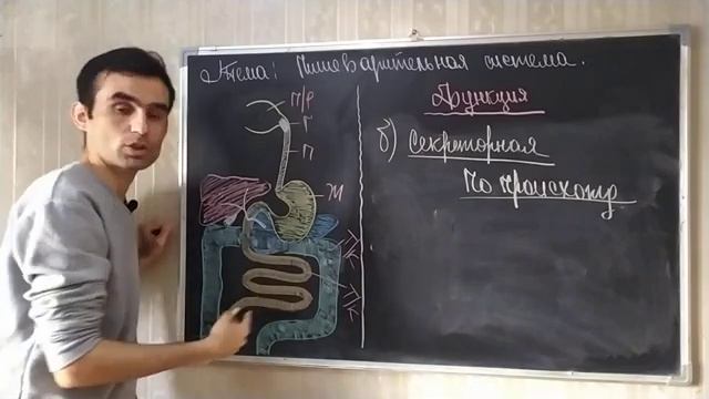 ЖКТ ПИЩЕВАРИТ СИСТЕМА ОБЩЕЕ