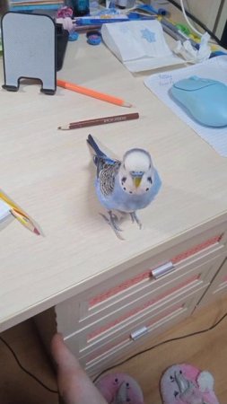 Ну кто не любит животных?🧐котик с галстуком