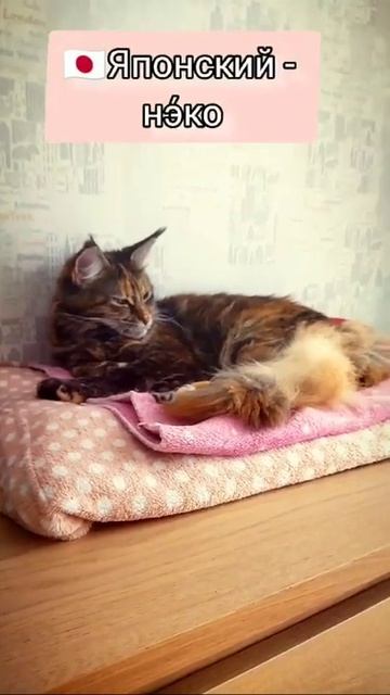 Кошка на разных языках 😺 / Cat Dominica 😺 смотреть онлайн