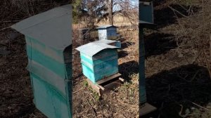 Пчёлы воровки. Борьба с пчёлами воровками.