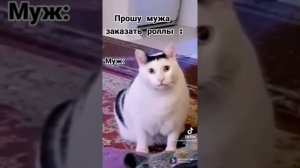 Смешные коты из тик тока😹||Новогодняя подборка смешных и милых котиков!||Лучшие видео из тик тока😳|