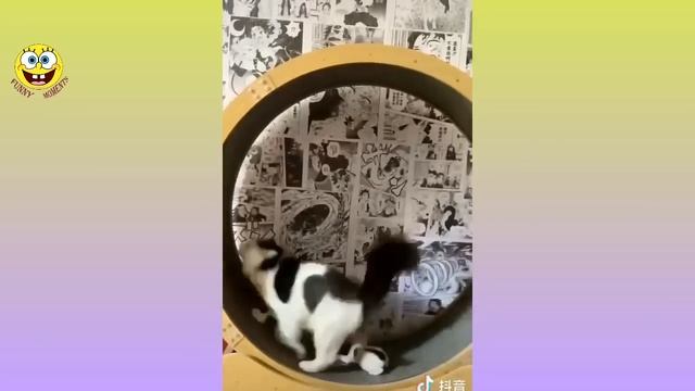 Смешные коты