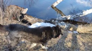 Канадский волк - гибрид. 12 апреля 2025.