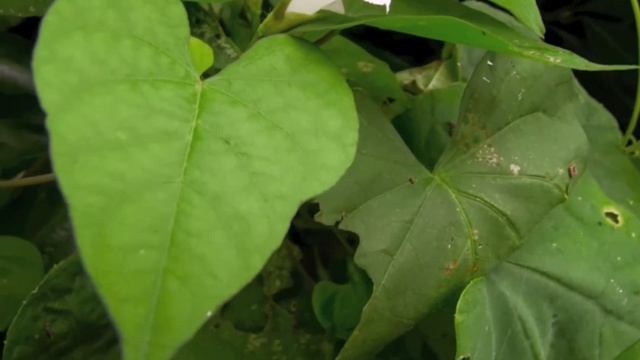 マメアサガオ/Ipomoea lacunosa 07_200916_ガイコツ山 смотреть онлайн