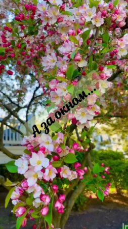 А за окном, понимаешь 🌱весна за окном... П. Артемьев, И. Тонева.