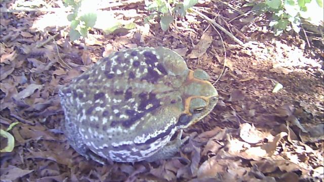 Rhinella diptycha: Popular sapo-boi, sapo-cururu смотреть онлайн