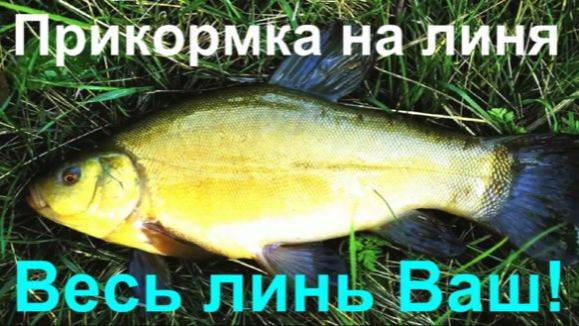 Прикормка на линя. ВЕСЬ ЛИНЬ ВАШ! смотреть онлайн