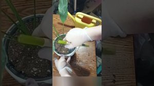 Моя любовь спацифилум Даймонд