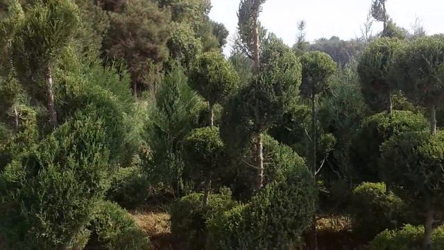 majavennik turli shakildagi archalar sotuvda 912369191 смотреть онлайн