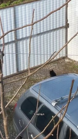 утренний будильник