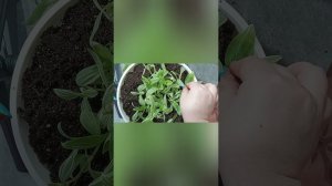 надо ж было забыть про одну! #весна #garden #plants #традисканция