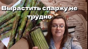 Семь причин посадить спаржу. Выращивание спаржи в средней полосе России