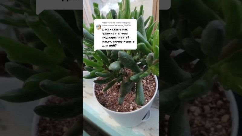 Как ухаживать  за толстянкой ( денежным деревом )#plants #весна #крассула #уход