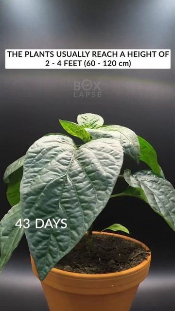 #растения #природа #помидоры #перцы #shorts #shortsvideo #время #продукты #садоводство смотреть онлайн