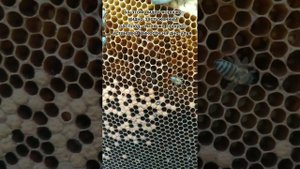 Процесс лечения,  застуженного расплода ( профилактика назематоза) народными, средствами.