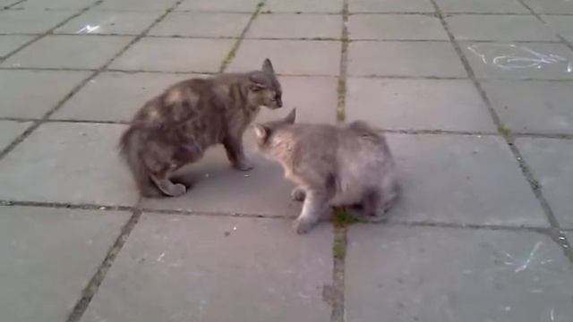 koshki.mp4 смотреть онлайн