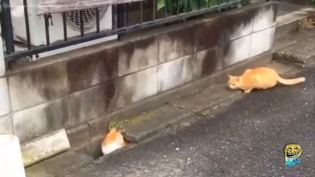 Забавные коты, кошки и котята))