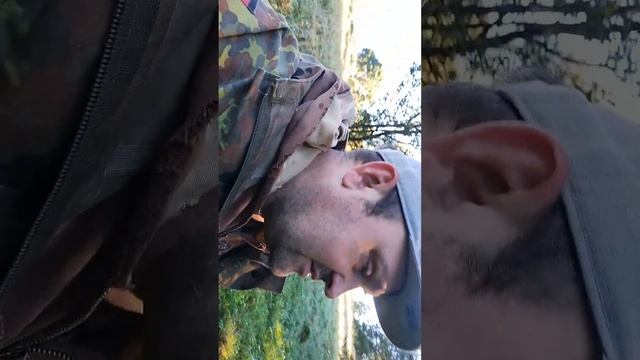 утром на историческом дерева сосна смотреть онлайн