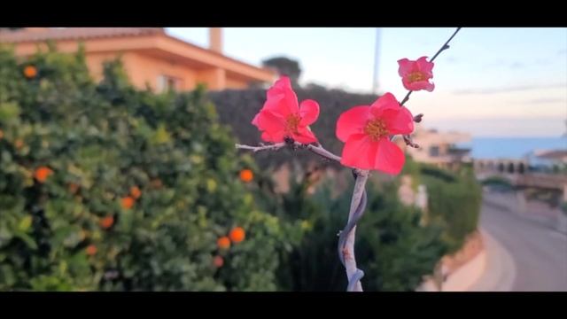Как цветет бонсай? Цветение айвы бонсай. Bonsai care