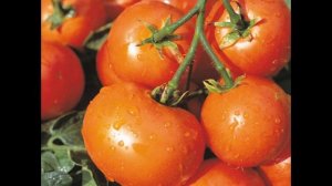 Ранній урожайний томат дубок, він же діброва