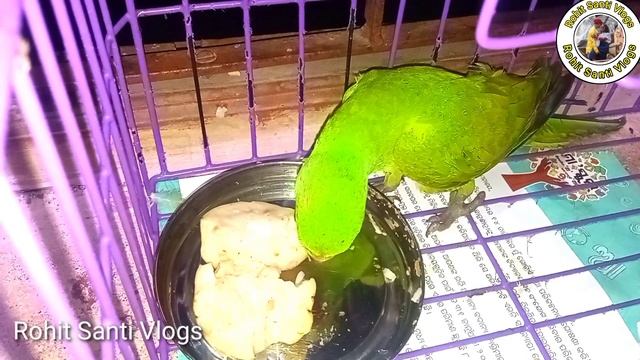 Parrat Eating Pijuli🔥 Rohit Santi Vlogs 🔥 Santali Vlogs video 🔥 Village lifestyle vlogs