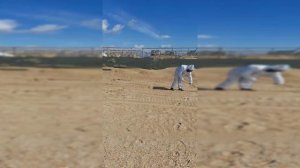 Уборка пляжа от мелких фракций мазута, село Витязево, 08.04.2025, часть 2