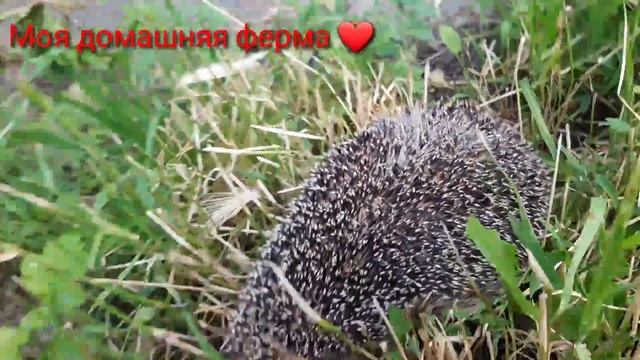 К нам начал приходить в гости ЁЖИК 🦔 смотреть онлайн