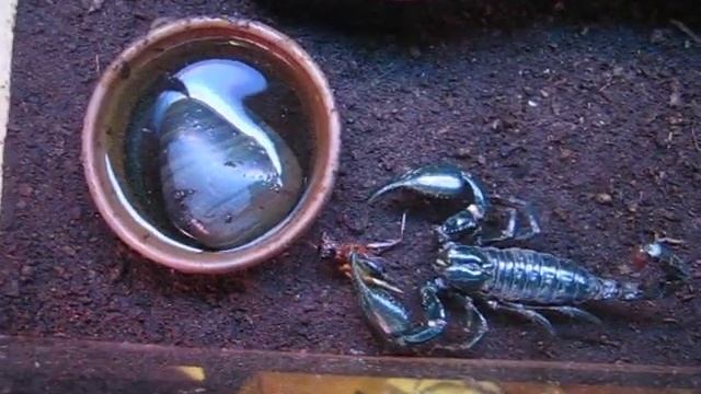 heterometrus spinifer stinging смотреть онлайн