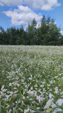 buckwheatfield #buckwheat