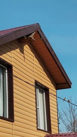 Домик в котором жили воробьи заняли скворцы и охраняют вход.