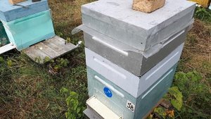 Осенняя замена маток с помощью микронуклеуса и газеты!