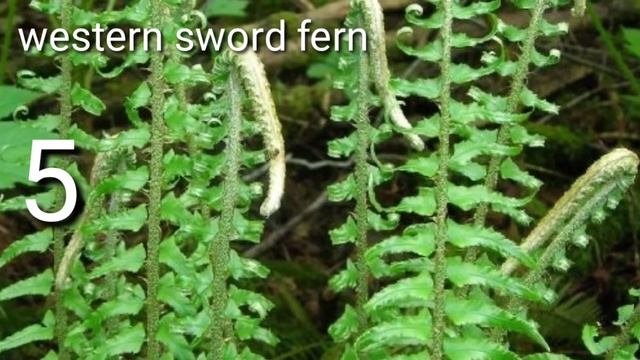 Top 10 Outdoor Fern Names/Outdoor Ferns