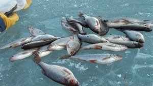 Рыбалка на плотву при свечах